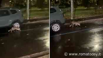 Zoo Capitale: a Roma sempre più volpi