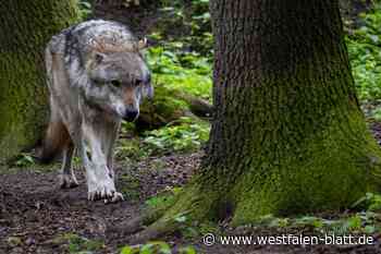 Stemweder Schäfer frustriert: Wolf reißt weitere drei Schafe