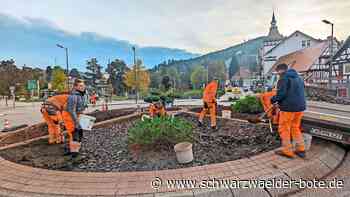„Blühendes Bad Herrenalb“: Verkehrsinsel ist jetzt insektenfreundlich
