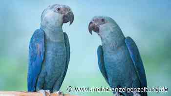 Artenschutz-Abkommen: Deutschland unter Beobachtung