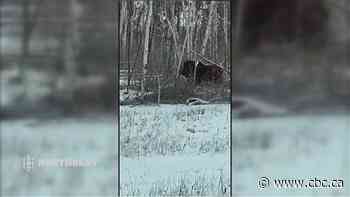'Am I actually seeing this?': Muskox spotted in Fort Chipewyan, Alta.
