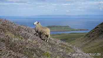 „Einsamstes Schaf Großbritanniens“ nach über zwei Jahren endlich gerettet