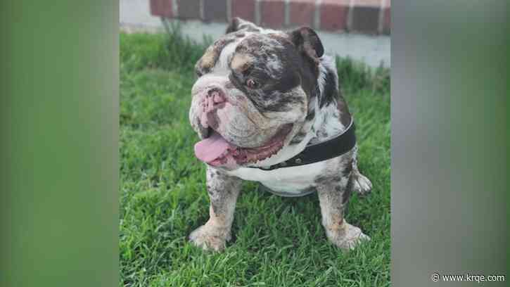 California man walking dog robbed at gunpoint; bulldog stolen, cash left behind