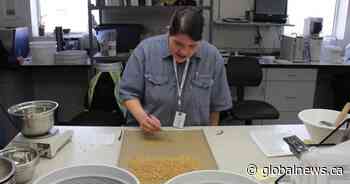 Father-daughter duo some of Canada’s only Indigenous grain inspectors