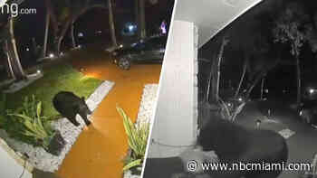 Video shows sly bear stealing Uber Eats order from Florida home's front porch