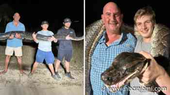 PHOTOS: Hunters wrangle one of the heaviest pythons ever caught in Florida