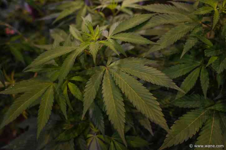 Ohio Issue 2 to legalize recreational marijuana passes