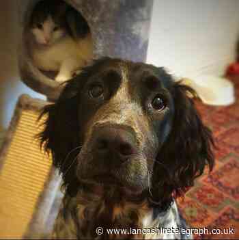Lancashire couple forced to put dog down due to hip problems