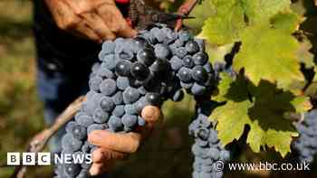 Global wine production falls to 62-year low in 2023