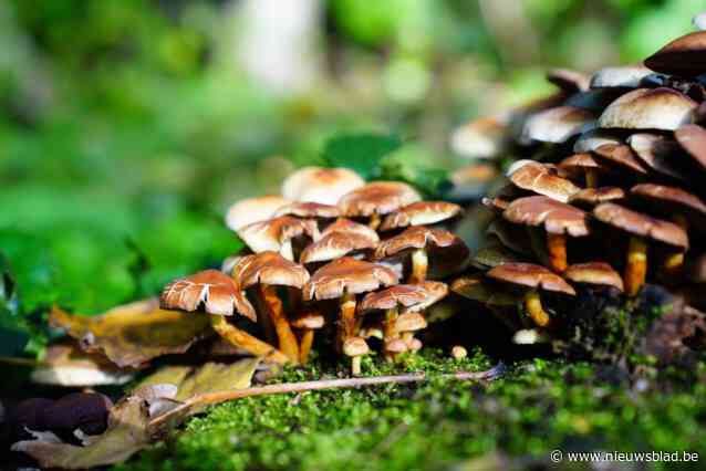 Gezinsbond Wortegem-Petegem organiseert herfstvertelwandeling in domein de Ghellinck