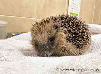 Animal rescue centre sees 'record breaking' number of hedgehogs