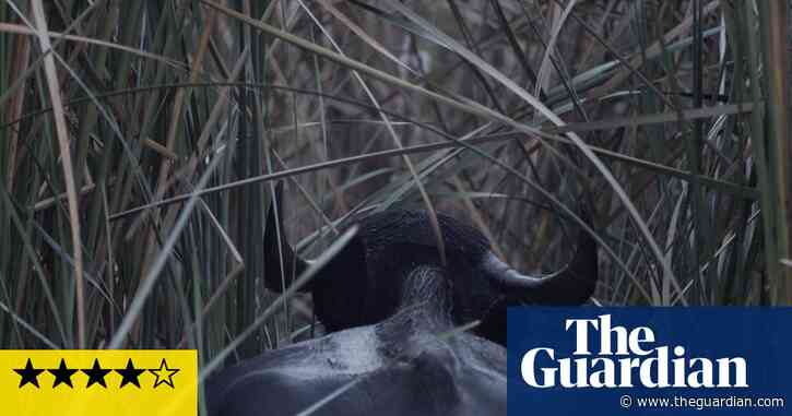 Artes Mundi 10 review – an exotic plunge into broken, borderless worlds