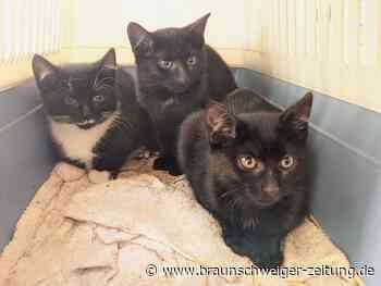 Katzenbabys vor dem Artenschutzzentrum in Leiferde ausgesetzt