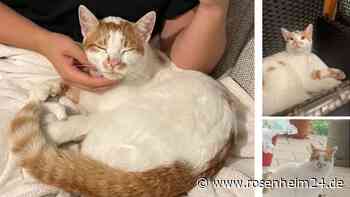 Wer hat Kater Kouzko gesehen? - der Vierbeiner aus Tacherting/Rohrdorf wird schmerzlich vermisst