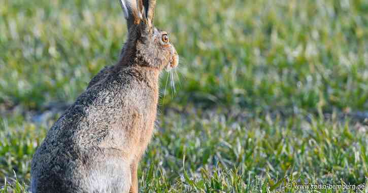 Hasenpest bei Feldhasen im Landkreis Forchheim entdeckt