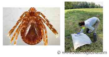 Ohio State finds Asian longhorned ticks to blame for cattle deaths