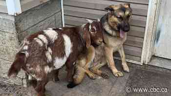Meet Bruce, the goat who thinks he’s a dog
