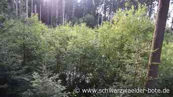 Forstwirtschaft: Ebhausens Wald ist im Dauerstress