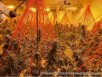 Police find cannabis farm with £150K worth of plants in Fleetwood