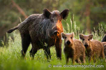 Why Are Wild Pigs in Germany So Radioactive?