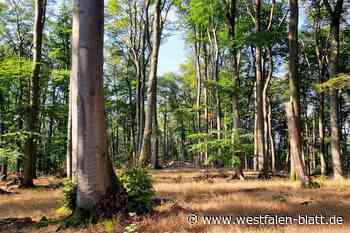 Warum Höxter durch den Holzeinschlag im Stadtwald nicht reich wird