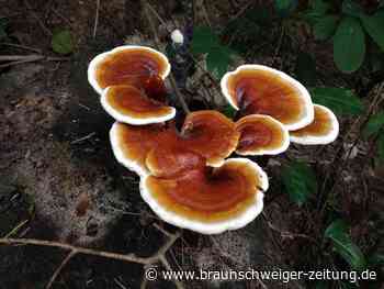 Was ist eigentlich ein Baumpilz?