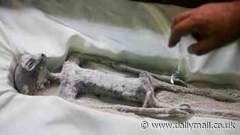 Mummified 'alien' bodies are brought back to Mexico's congress for second time by journalists and doctors with new evidence to prove 'they are real'