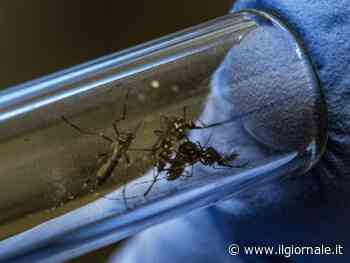 Dengue, allarme e scuole chiuse per quattro giorni: ecco dove e cosa sta accadendo