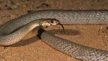 Er bemerkte nichts: Backpacker in Australien von Schlange getötet