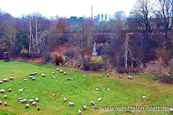 Warburg: Klatsche für die AfD im Rat