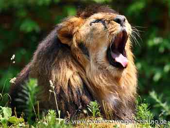 Wie der Rachen eines Löwen