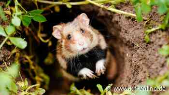 Jede fünfte Art in Europa ist vom Aussterben bedroht