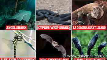 Two million species of plants and animals are now threatened with EXTINCTION, report warns - twice as many as previously thought