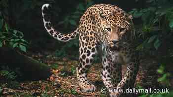 How the leopard got its spots: Age-old question of how animals develop their patterns may have finally been solved - with the aid of British computer pioneer Alan Turing