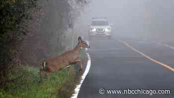 Why deer-related crashes may be on the rise right now and what to do if you hit one