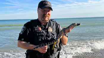 Alligator found on Lake Michigan beach in southern Wisconsin, police say
