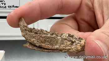 Paleontologists discover a new species of plant-eating dinosaur through fossils found in Texas