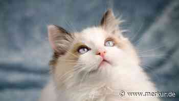 Ragdoll-Katze: Charakter und besondere Eigenschaften der lebendigen Plüschtiere