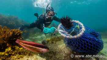 Can we solve one of the ocean's thorniest problems by eating it? These divers think so