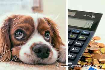 Halter gefährlicher Hunderassen zahlen in Lichtenau künftig mehr