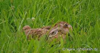 Landkreis Forchheim: Pest bei totem Feldhasen - Krankheit für Menschen ansteckend