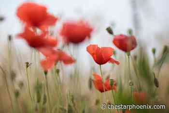 Prince Albert due to recognize veterans with intimate ceremony