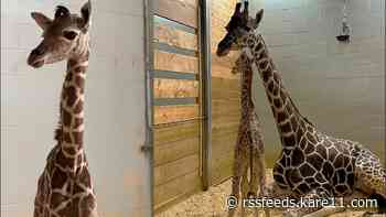 'Little' giraffe born at Como Zoo