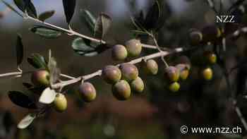 Produkt mit dem höchsten Preisanstieg: Italienisches Olivenöl wird zum Luxusgut