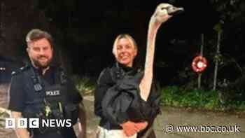 Swan rescued by Hilsea police and reunited with family