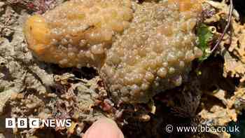 Rare sea slug spotted in UK waters for first time