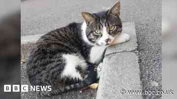 Call for memorial after beloved Swindon cat Bob dies