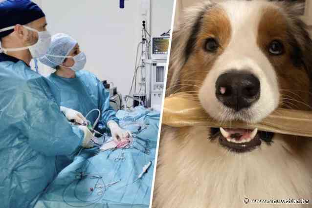 Uitzonderlijke operatie bezorgt hond Balder weer alle levensvreugde: “De schrik zit er nog in, maar we zijn zó dankbaar”
