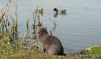 Onderzoek naar risico’s van vogelgriep bij katten