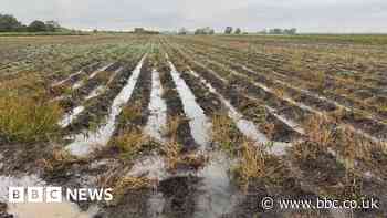 Ramsey farmer says wet weather has affected potato crop